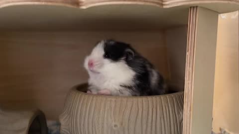 black and white hamster