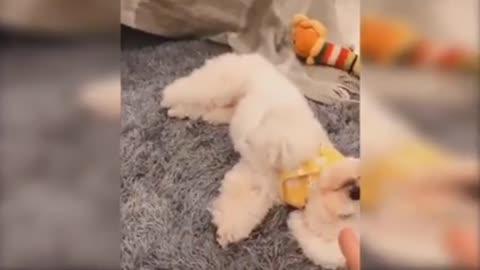 Best of the 2022 animal funny video cut the dog and cat funny video #TheAnimalVN