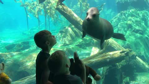 Sea Lion Curious About Kid's Toy