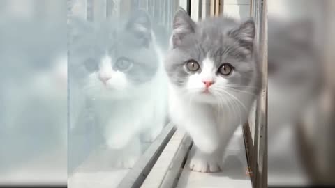 Cute Cat - Funny and Cute Video