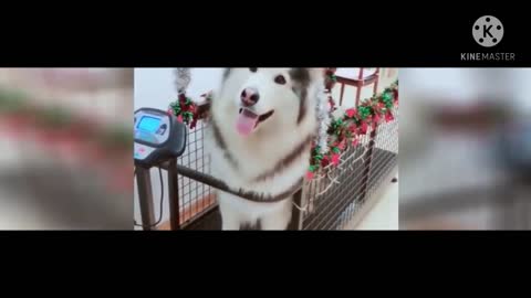 Funny #Dog​ Videos #2021​ 🐕🤣 It's time to LAUGH 🤣with #Dog​'s.life🐕🐕