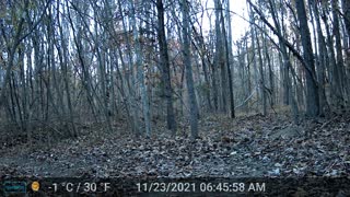 Hurt Whitetail Buck