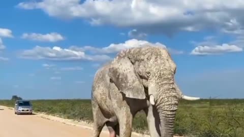 Have You Ever seen a 5 leg elephant