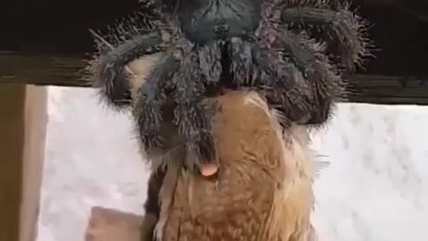 giant spider attacks bird and devours