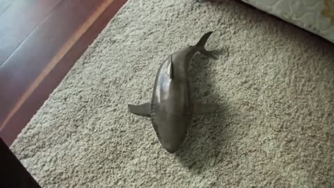 playing with my baby shark