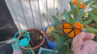 5 Monarchs Hatched and released 10 27 2023