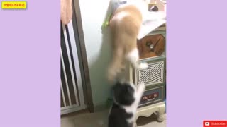 best funny cats and dogs2020/cute baby