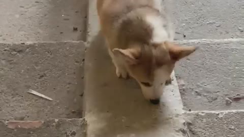 corgi dog climbing the stairs