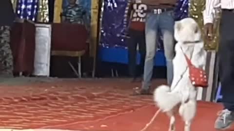 Dog dancing best video