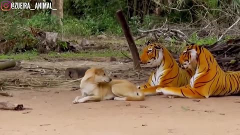 Fake tiger vs real dogs prank very funny