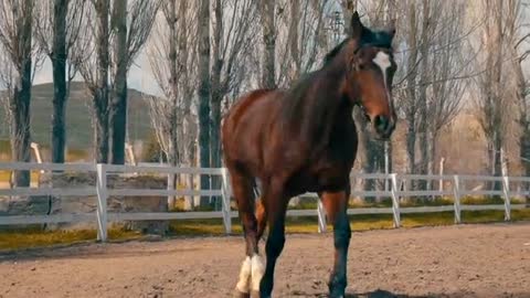 Horse Running Slow Motion