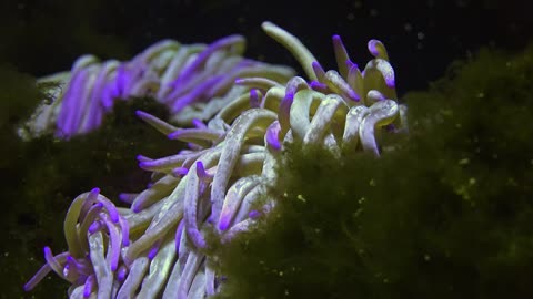Sea Anemone at the coral reef