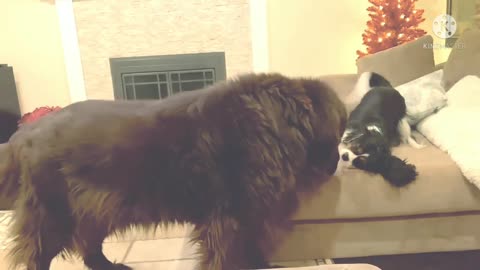 Newfie and cavalier play session is just the cutest