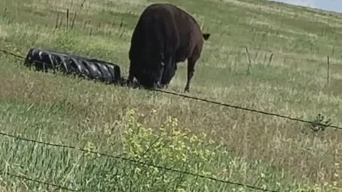 Buffalo Finds Toy His Own Size