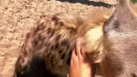 Happy Hyena Sounds! Viral