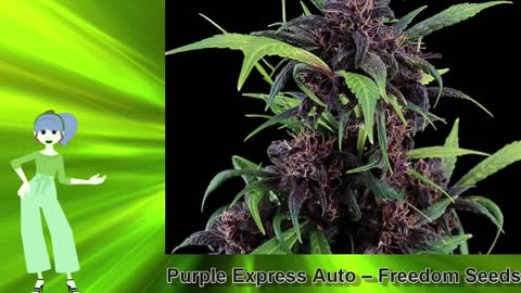 Purple Express Auto – Freedom Seeds