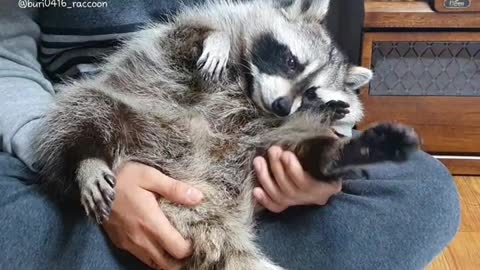 The raccoon thinks of his brother as a bed and hugs him comfortably.