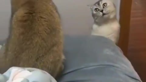 Amazing Fun Cat Funny Cats and Funny pet