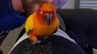 Parrot runs hilariously toward camera