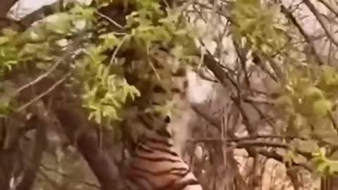 Tiger with monkey