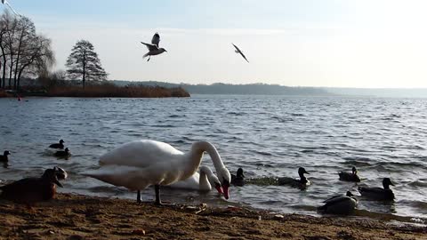 A flock of seagulls eat, fly around the lake