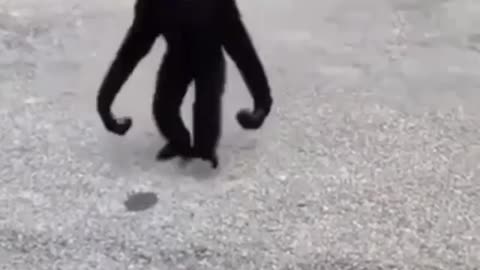 monkey funny moment