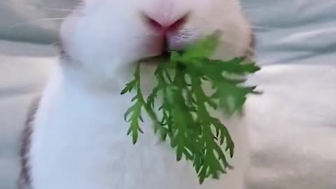 Cut rabbit only wents to eat as fast as he can