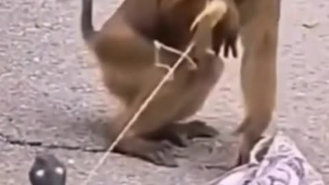 The Monkey Is Scared From Toy Snake