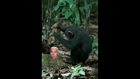 CHIMP PLAYS "Whack-A-Biden