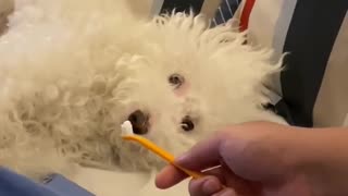 Doggy Not Sure About Tooth Brushing Time