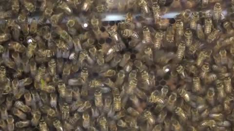 Caffeine exposure leaves bees buzzing