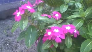 Beautiful periwinkle flowers, pink and white, are wonderful! [Nature & Animals]