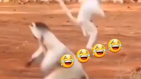 Funny monkey dance