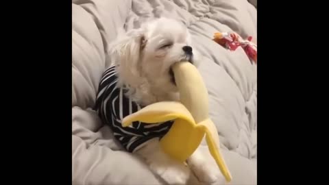 Funny Animals- Best Of The 2024 Funny Animal Videos