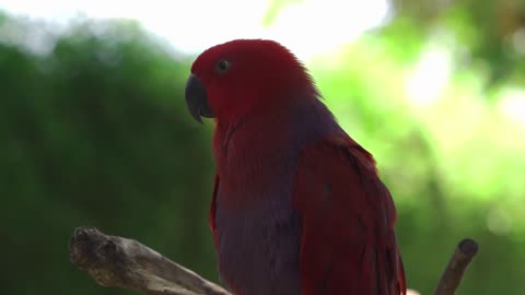 Colorful birds explosion to brighten your day