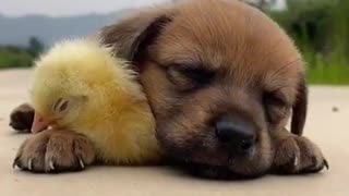 Cute Puppy and Baby Chick