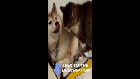 🐶🐱Funny Dog Reaction Videos -Try Not To Laugh 🤣 Super Ca