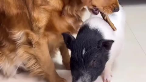 Dog share his food with Lil Pig | Sharing Is Caring