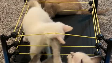 Kittens playfully fight in toy wrestling ring