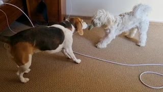 Tug of war between puppy and beagle