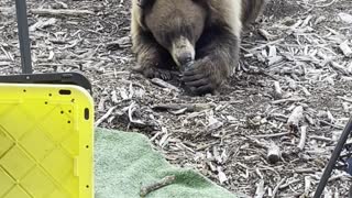 Raiding Bear Leaves Slobbery Sugar for Campers