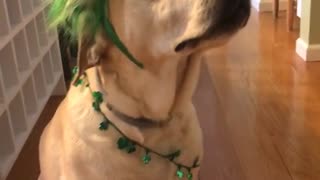 Blonde dog wears green saint patrick's day outfit