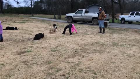 Dogs Lead Ducks Through Tricky Obstacle Course