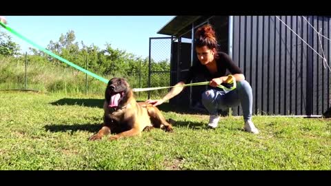 MALINOIS AGRESSIF // INAPPROCHABLE // PARTIE 1 // 1080 HD