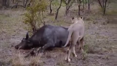 Most Amazing Wild Animal Attacks