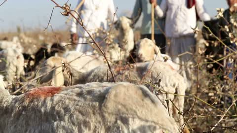 Portrait of cattle keepers at field in Jodhpur, with sheep chewing in front