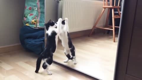 Funny Cat in a mirror Video Funny video|