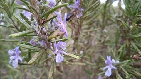 honey bee collecting nectar and pollen from rosemary flower