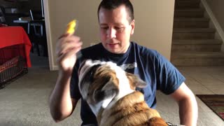Bulldog Addicted To Brushing