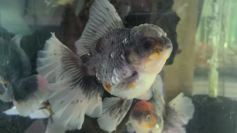 Rosetail goldfish with beautiful tail fins!!